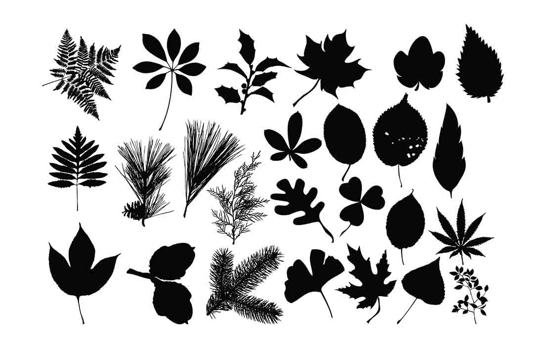 Leaves Silhouette: A Versatile Resource for Designers and Creatives