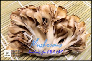 Mushrooms Gradients: A Creative Resource for Designers and Artists